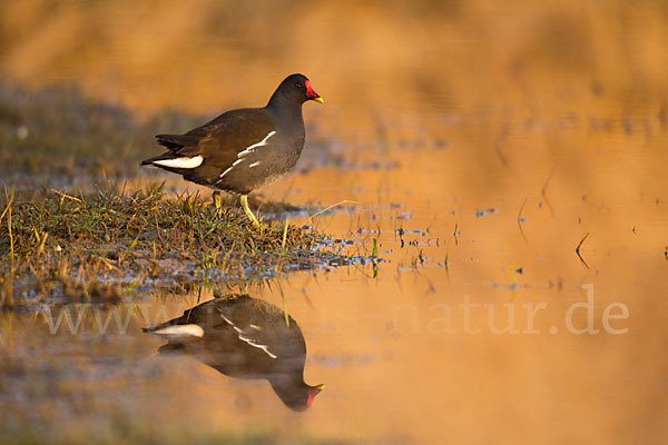 Teichralle (Gallinula chloropus)