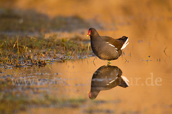 Teichralle (Gallinula chloropus)