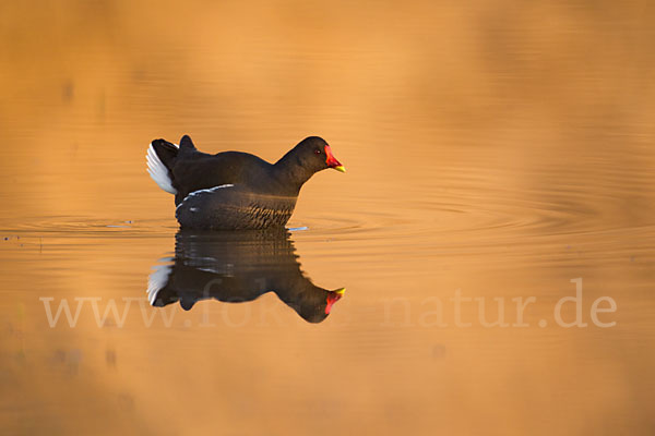 Teichralle (Gallinula chloropus)