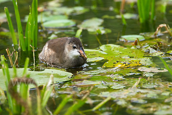 Teichralle (Gallinula chloropus)