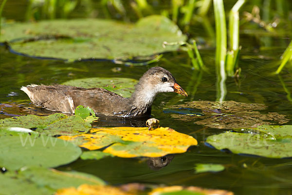 Teichralle (Gallinula chloropus)