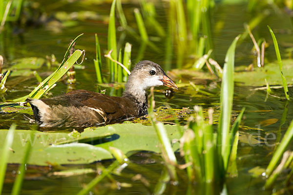 Teichralle (Gallinula chloropus)