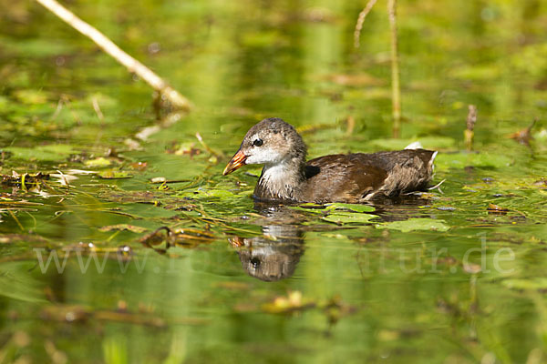 Teichralle (Gallinula chloropus)