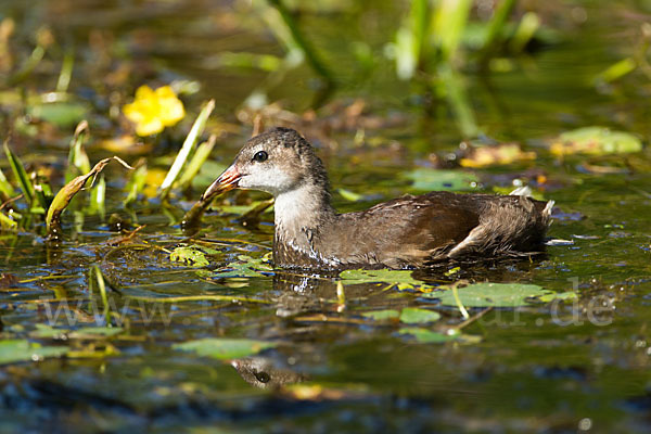 Teichralle (Gallinula chloropus)