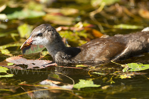 Teichralle (Gallinula chloropus)