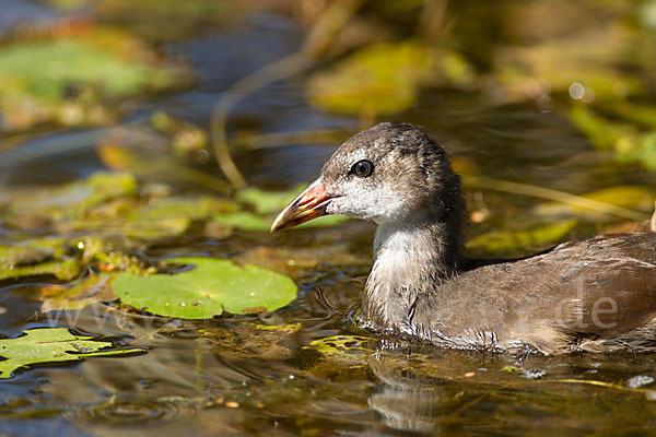 Teichralle (Gallinula chloropus)