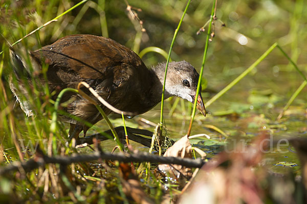 Teichralle (Gallinula chloropus)