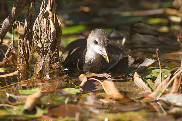 Teichralle (Gallinula chloropus)