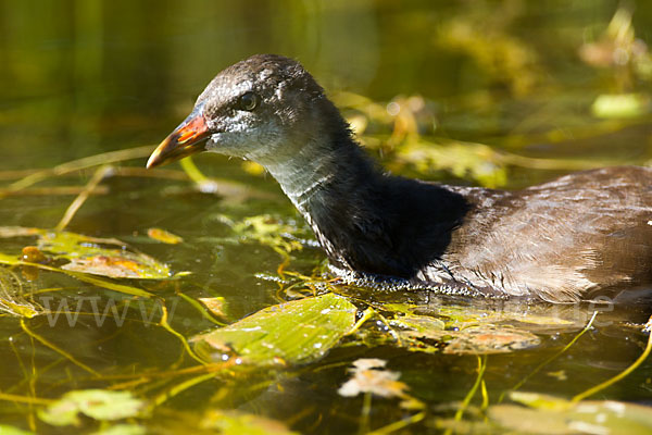 Teichralle (Gallinula chloropus)