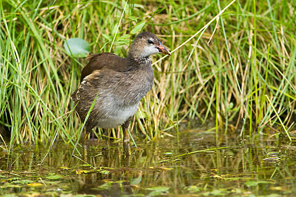 Teichralle (Gallinula chloropus)