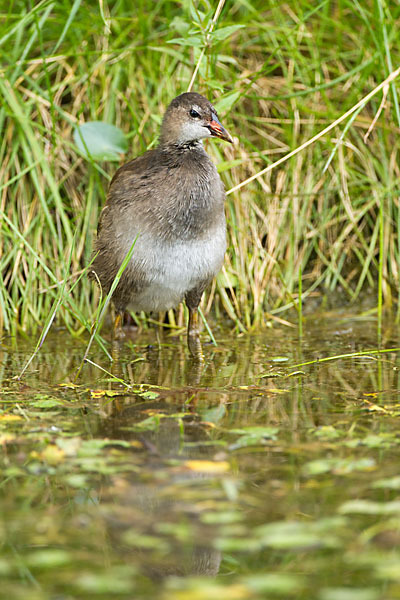 Teichralle (Gallinula chloropus)