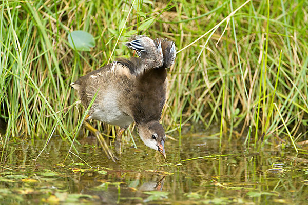 Teichralle (Gallinula chloropus)