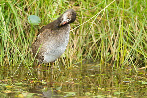 Teichralle (Gallinula chloropus)