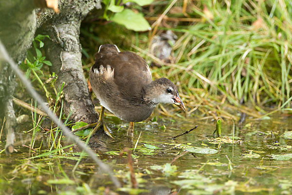 Teichralle (Gallinula chloropus)