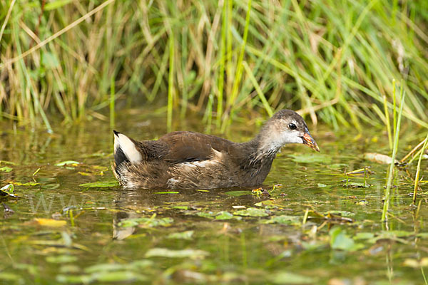 Teichralle (Gallinula chloropus)