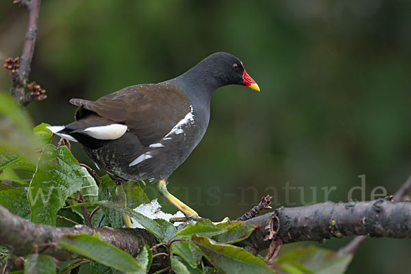 Teichralle (Gallinula chloropus)