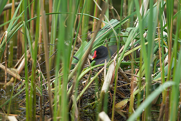 Teichralle (Gallinula chloropus)