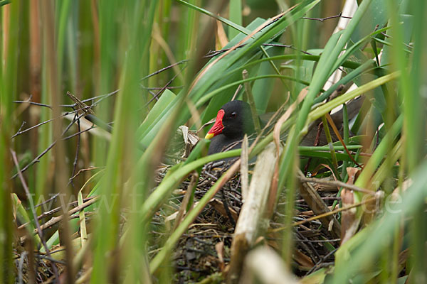 Teichralle (Gallinula chloropus)