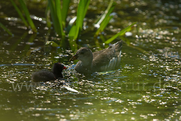 Teichralle (Gallinula chloropus)