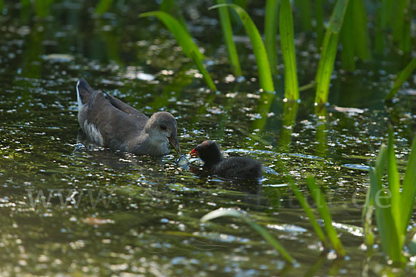 Teichralle (Gallinula chloropus)