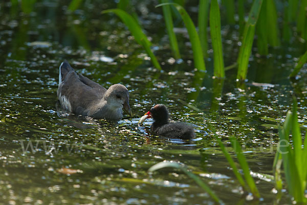 Teichralle (Gallinula chloropus)