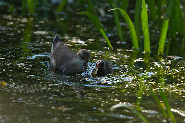 Teichralle (Gallinula chloropus)