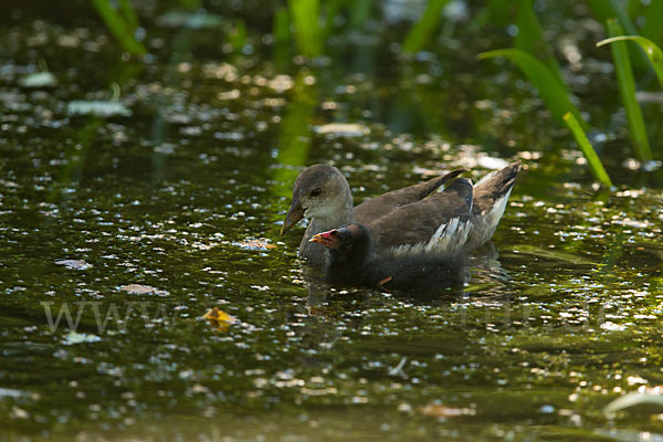 Teichralle (Gallinula chloropus)