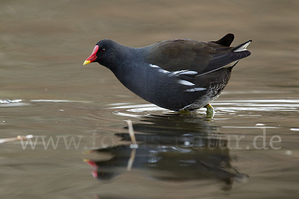 Teichralle (Gallinula chloropus)