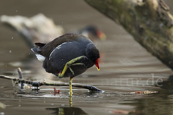 Teichralle (Gallinula chloropus)