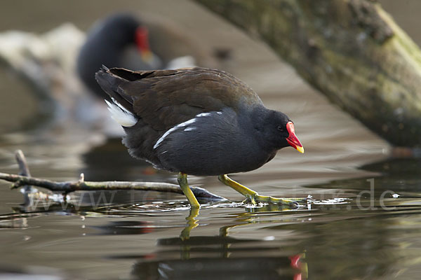 Teichralle (Gallinula chloropus)