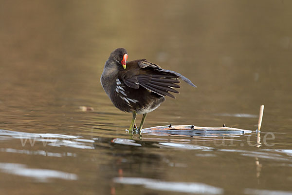 Teichralle (Gallinula chloropus)