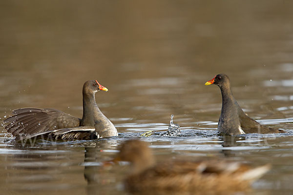 Teichralle (Gallinula chloropus)