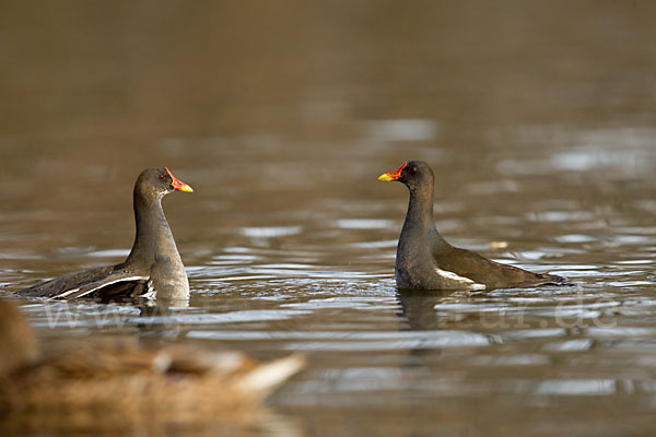 Teichralle (Gallinula chloropus)