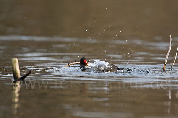 Teichralle (Gallinula chloropus)