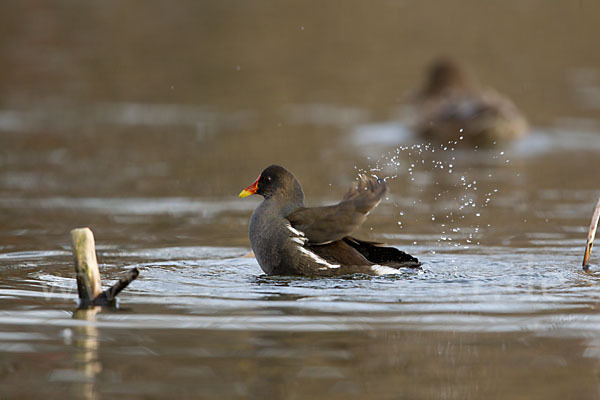 Teichralle (Gallinula chloropus)