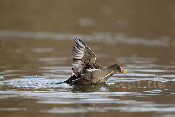 Teichralle (Gallinula chloropus)