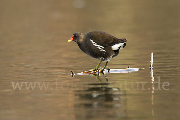 Teichralle (Gallinula chloropus)