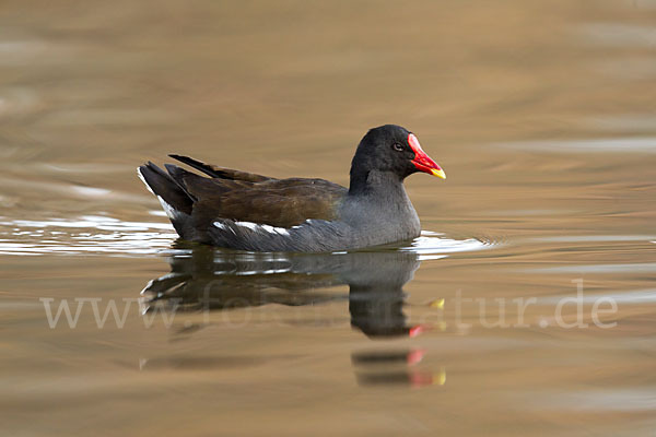 Teichralle (Gallinula chloropus)