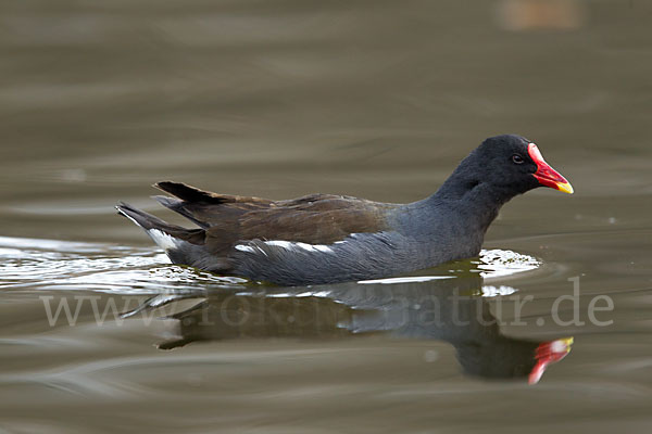 Teichralle (Gallinula chloropus)