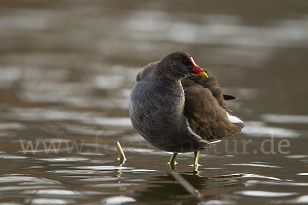 Teichralle (Gallinula chloropus)