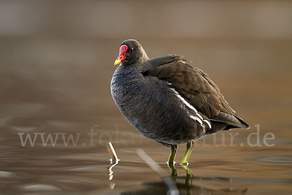 Teichralle (Gallinula chloropus)