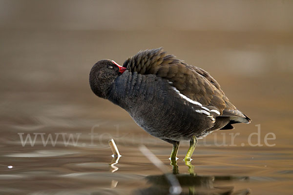 Teichralle (Gallinula chloropus)