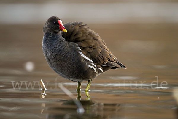 Teichralle (Gallinula chloropus)