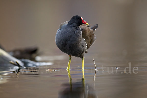 Teichralle (Gallinula chloropus)