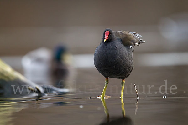 Teichralle (Gallinula chloropus)