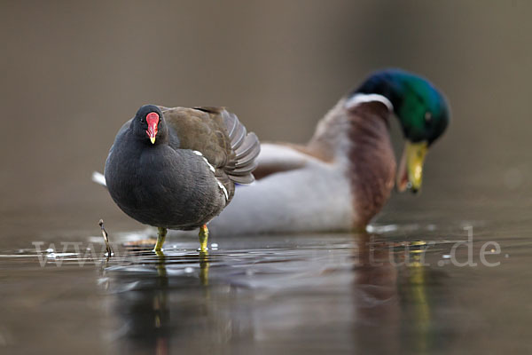 Teichralle (Gallinula chloropus)