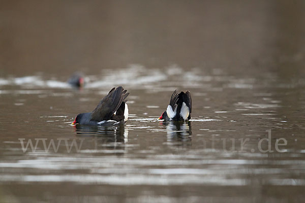 Teichralle (Gallinula chloropus)