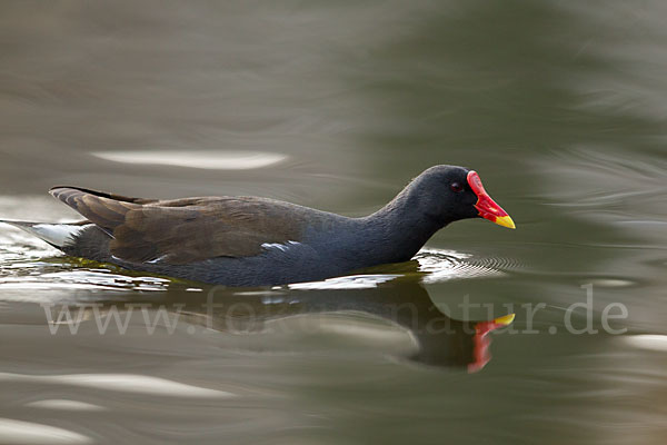 Teichralle (Gallinula chloropus)