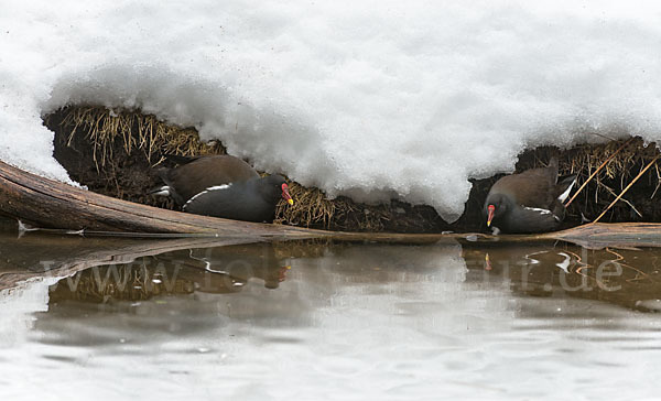 Teichralle (Gallinula chloropus)