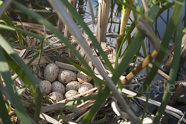 Teichralle (Gallinula chloropus)